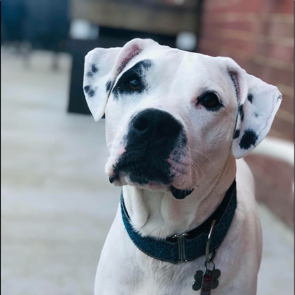 Meet your Posher, Frank